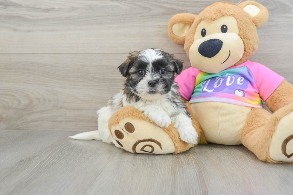 Smart Teddy Bear Designer Pup