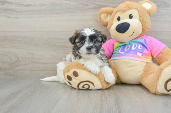 Smart Teddy Bear Designer Pup