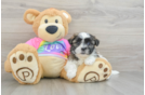 Smart Teddy Bear Designer Pup