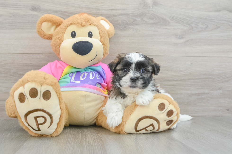 Smart Teddy Bear Designer Pup