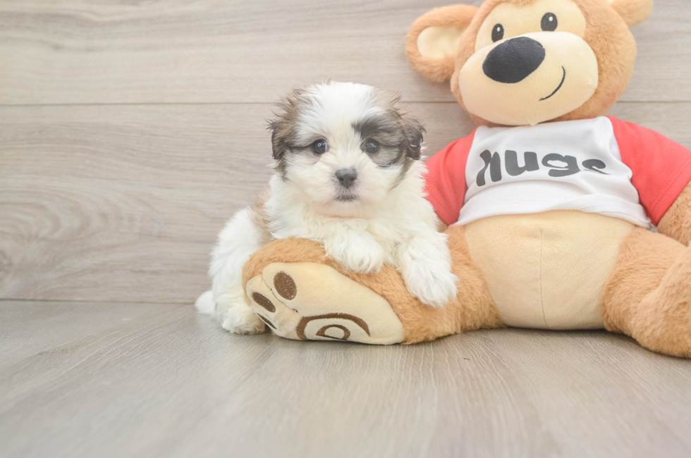 6 week old Teddy Bear Puppy For Sale - Premier Pups