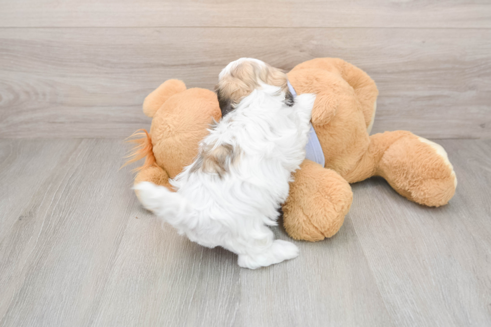 Happy Teddy Bear Baby