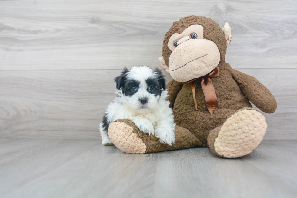 Smart Teddy Bear Designer Pup