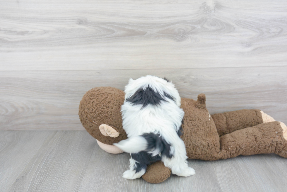 Teddy Bear Pup Being Cute