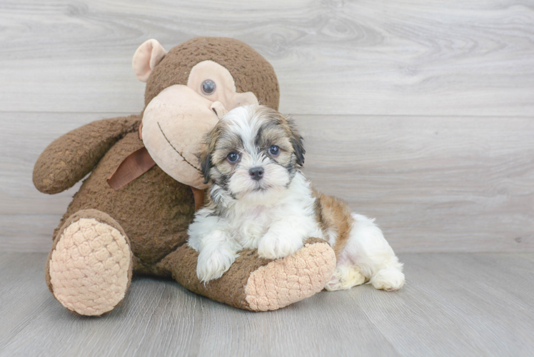 Funny Teddy Bear Designer Pup