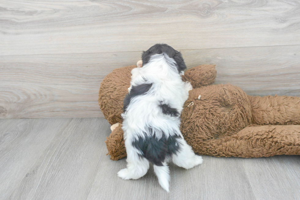 Teddy Bear Pup Being Cute