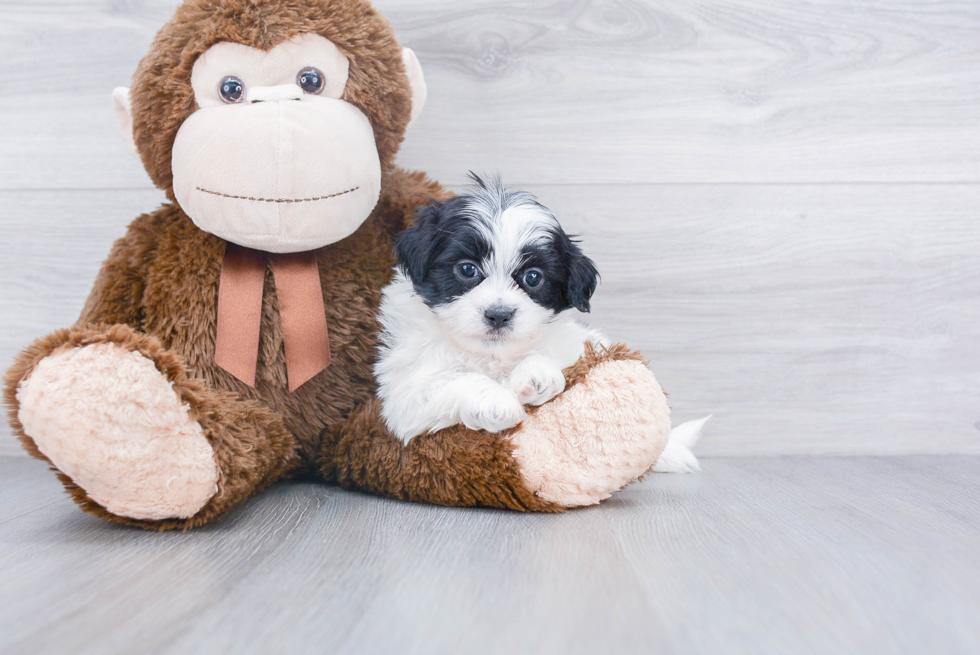 Teddy Bear Pup Being Cute