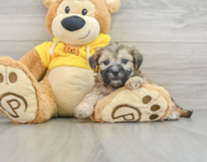 7 week old Teddy Bear Puppy For Sale - Premier Pups