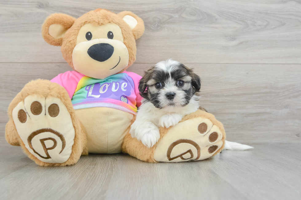 5 week old Teddy Bear Puppy For Sale - Premier Pups