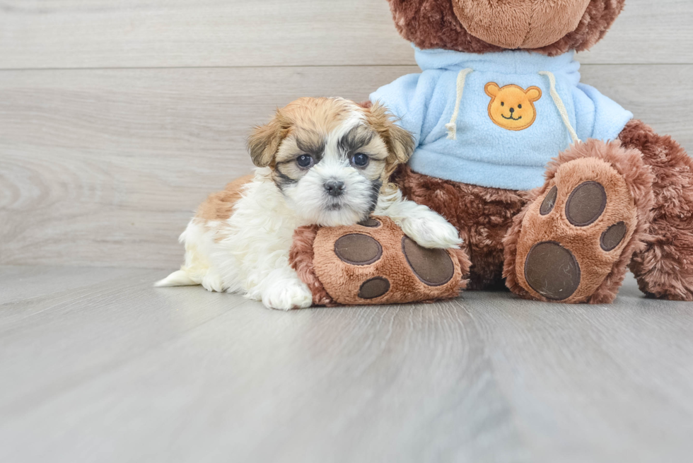 Sweet Teddy Bear Baby