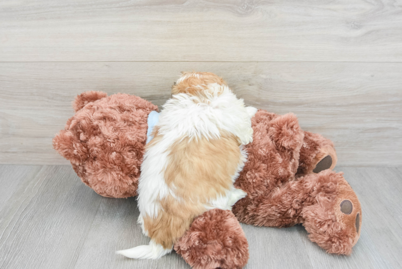 Meet Tommy - our Teddy Bear Puppy Photo 2/3 - Premier Pups