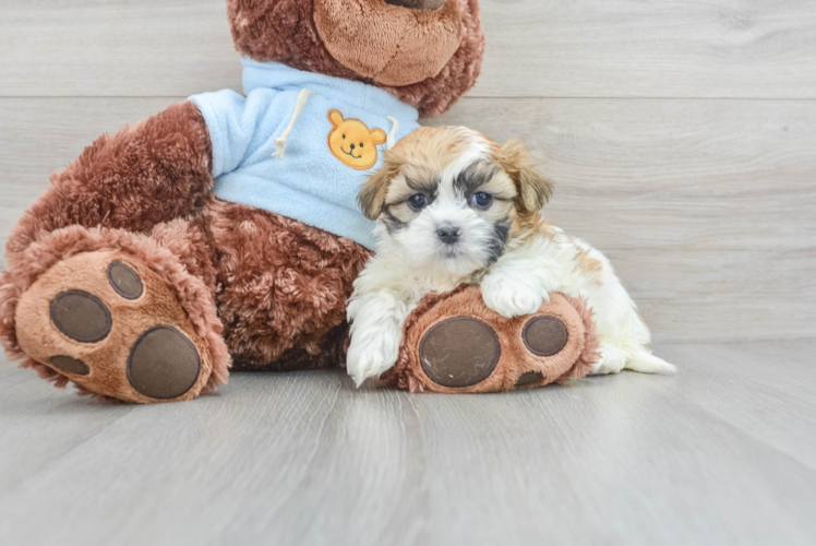 Friendly Teddy Bear Baby