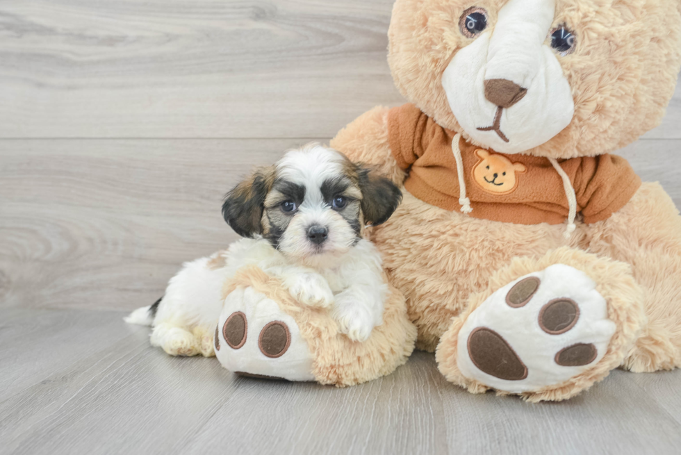 Teddy Bear Puppy for Adoption