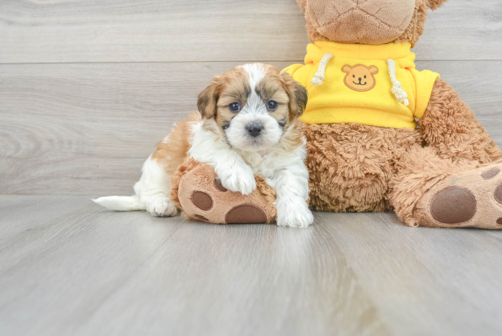 Fluffy Teddy Bear Designer Pup