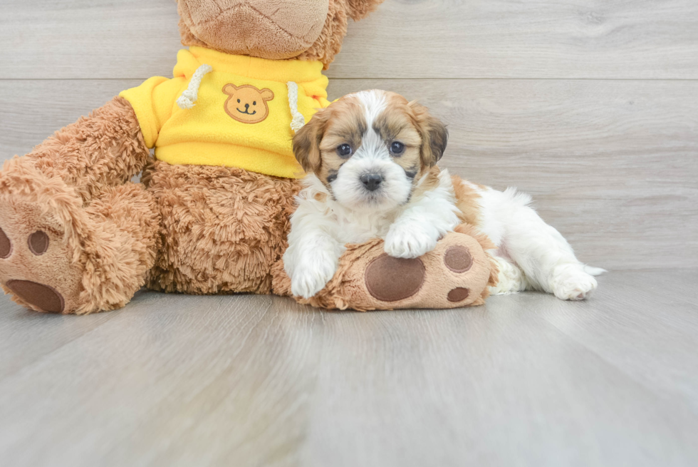 Teddy Bear Puppy for Adoption