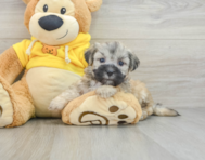 7 week old Teddy Bear Puppy For Sale - Premier Pups