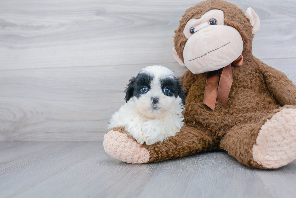 Teddy Bear Pup Being Cute