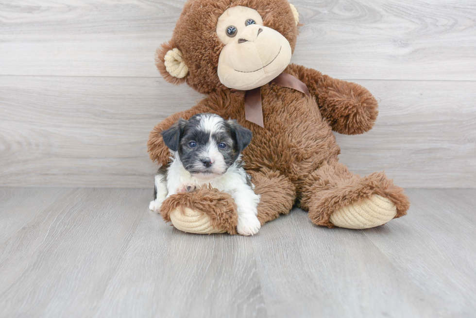 Teddy Bear Pup Being Cute