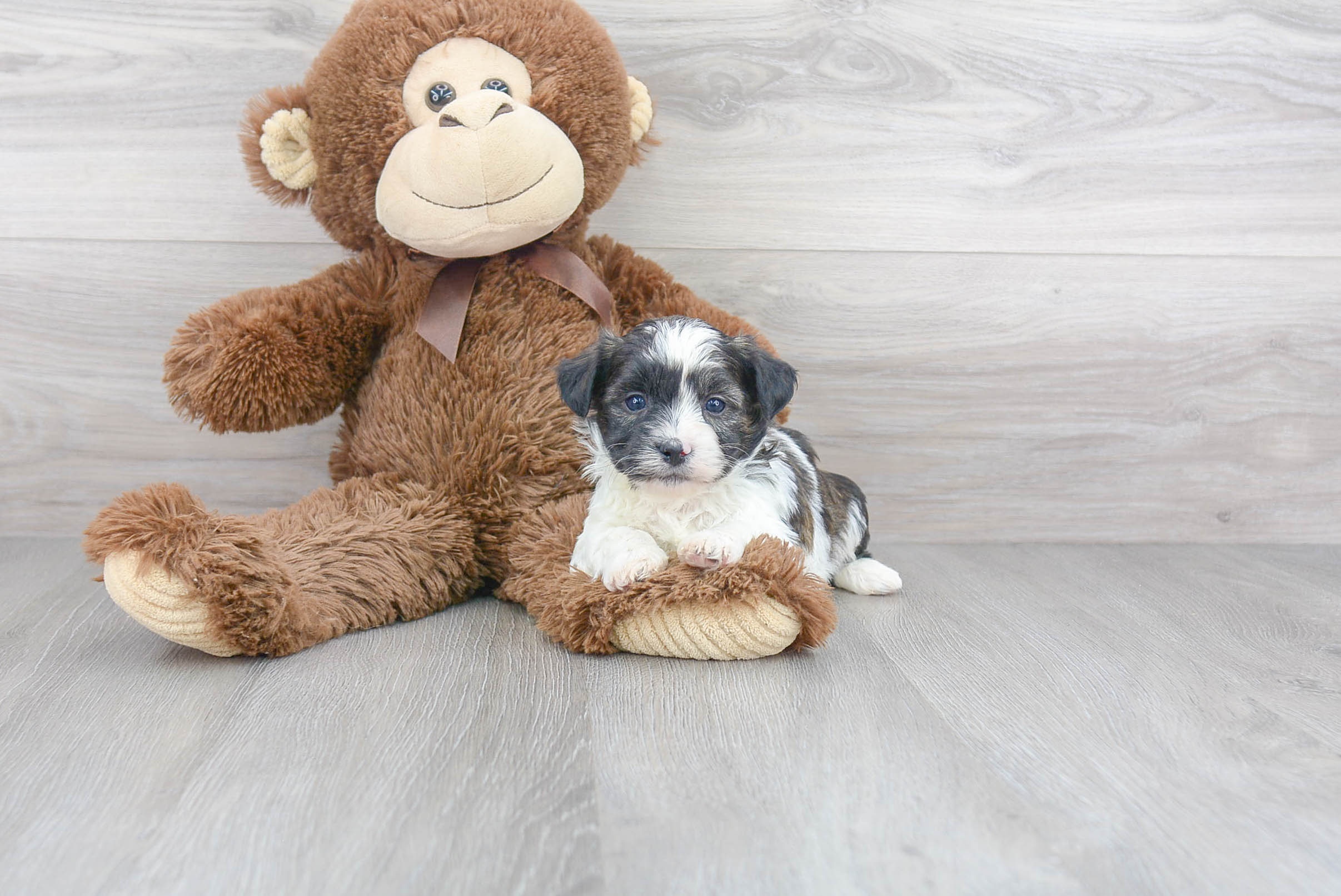 Best Teddy Bear Baby