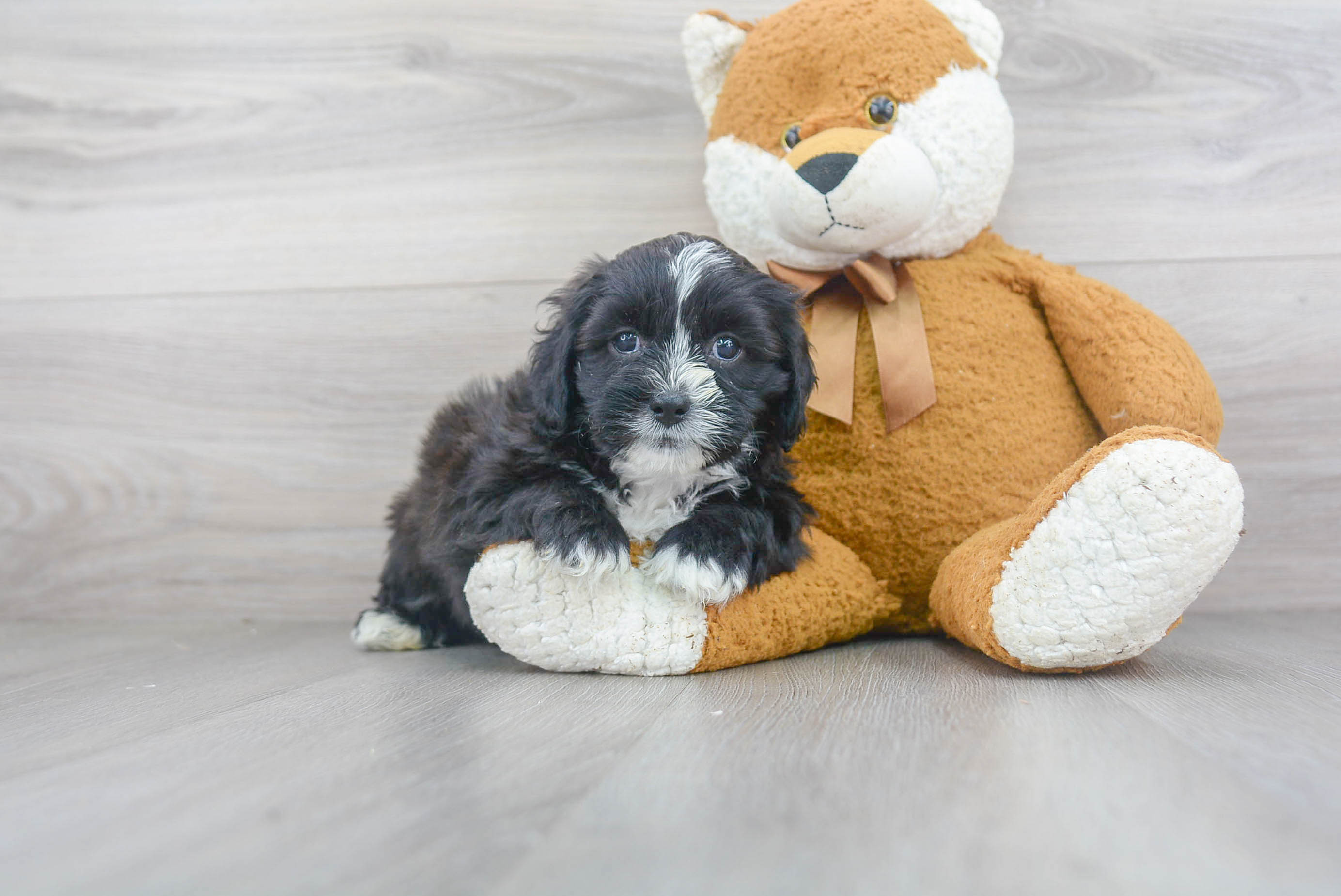 Teddy Bear Pup Being Cute