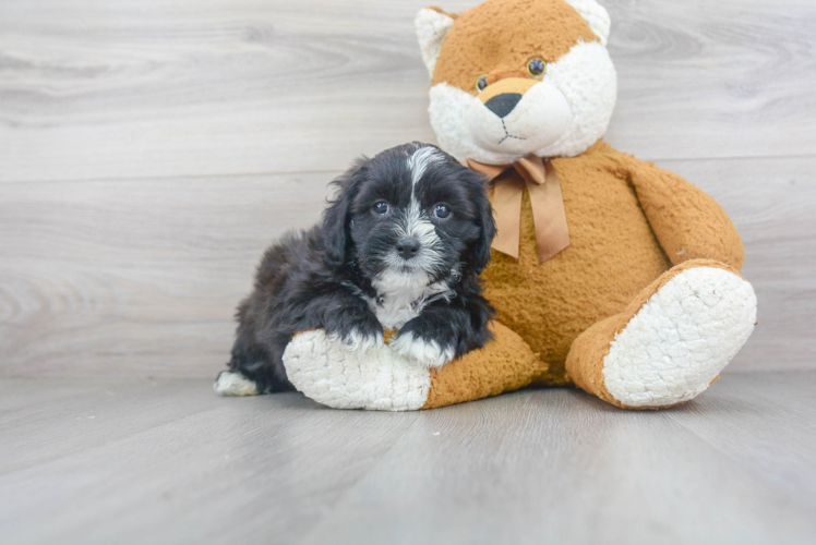 Teddy Bear Pup Being Cute