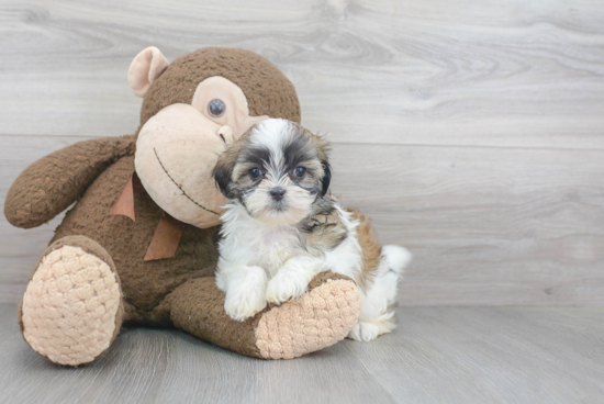 Fluffy Teddy Bear Designer Pup