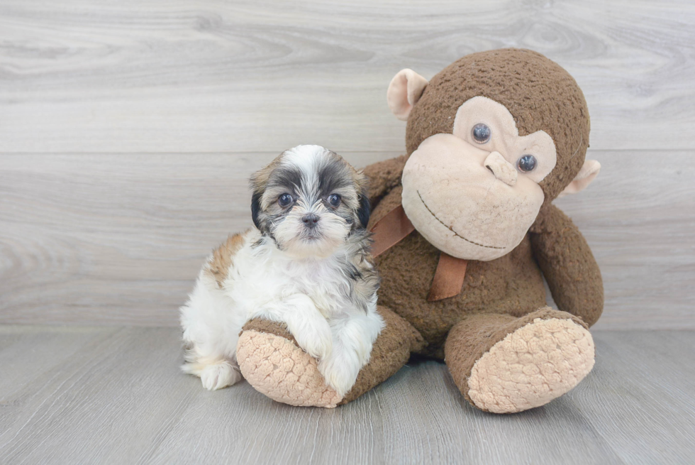 Friendly Teddy Bear Baby