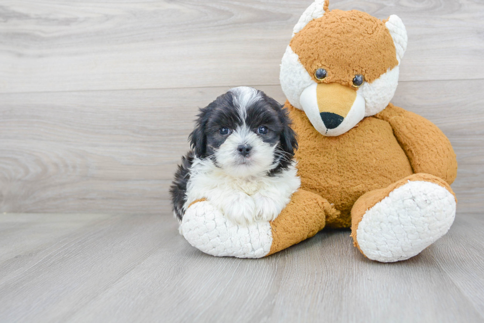 Funny Teddy Bear Designer Pup