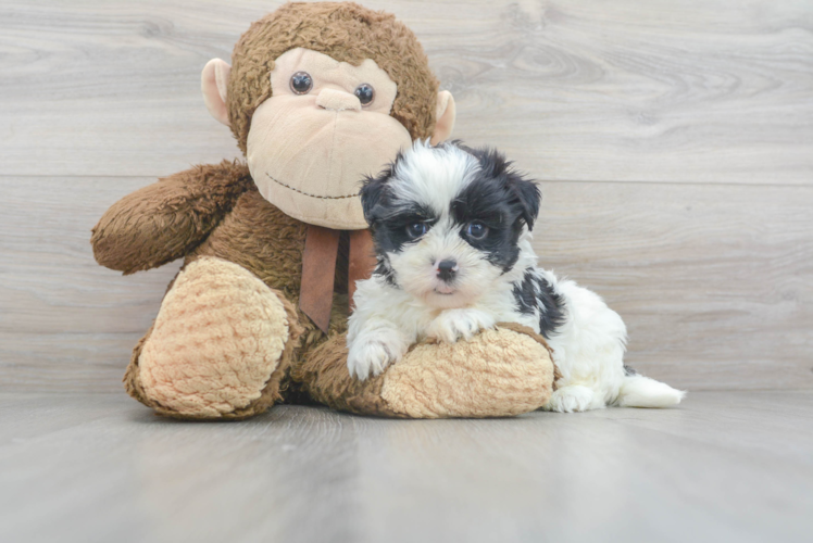 Friendly Teddy Bear Baby