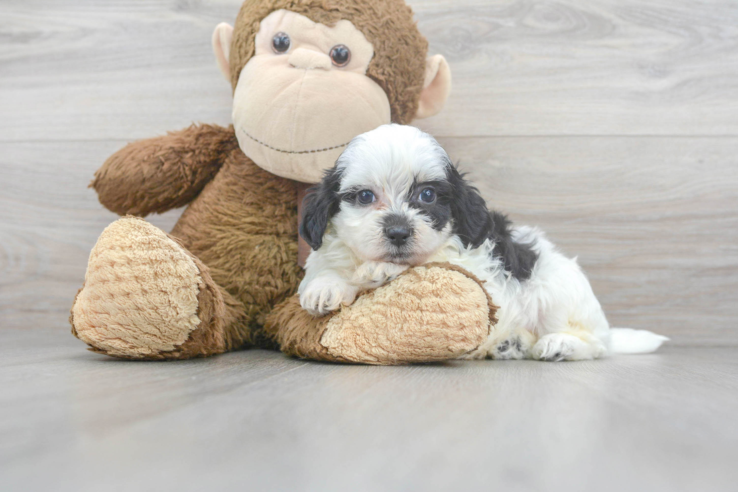 Teddy Bear Puppy for Adoption