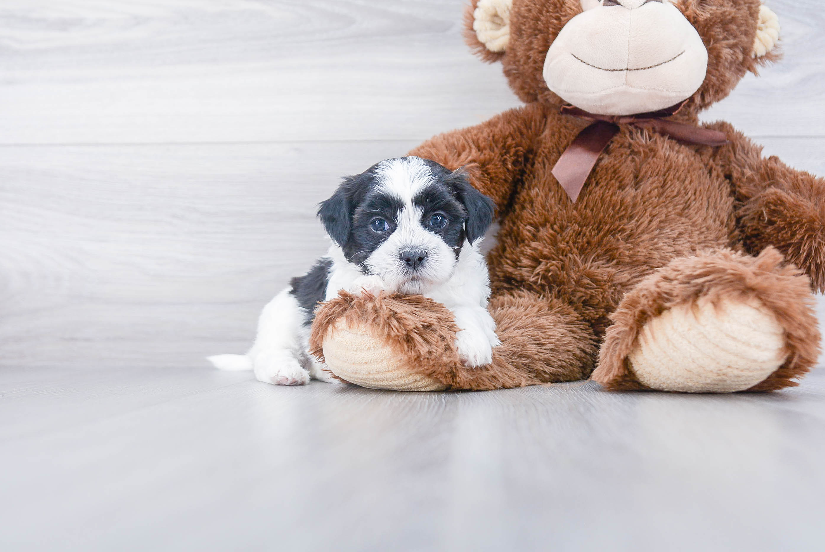 Hypoallergenic Shi Chon Designer Puppy