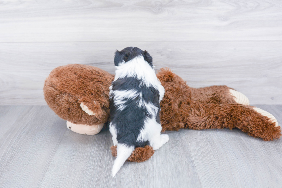 Playful Shichon Designer Puppy