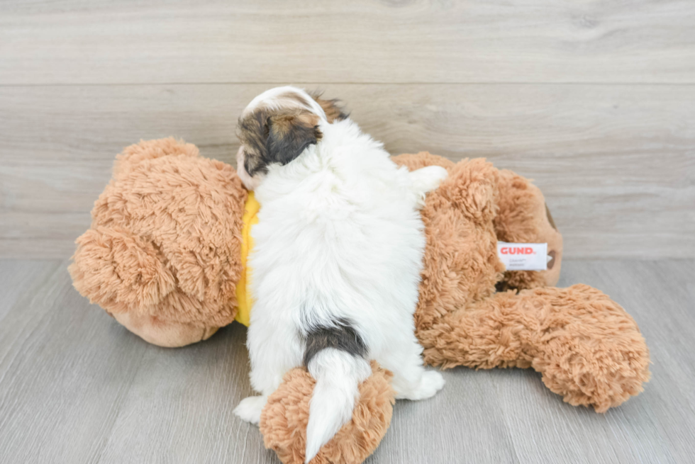 Popular Teddy Bear Designer Pup