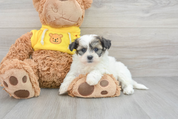 Best Teddy Bear Baby