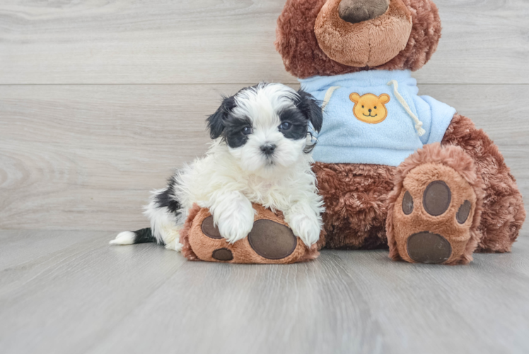 Cute Teddy Bear Baby