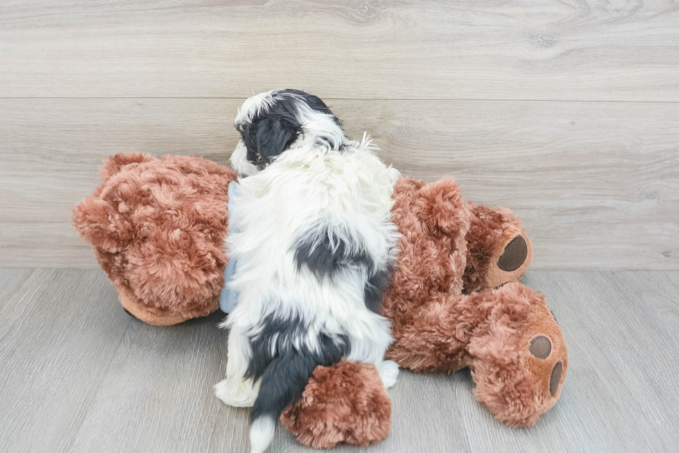 Fluffy Teddy Bear Designer Pup
