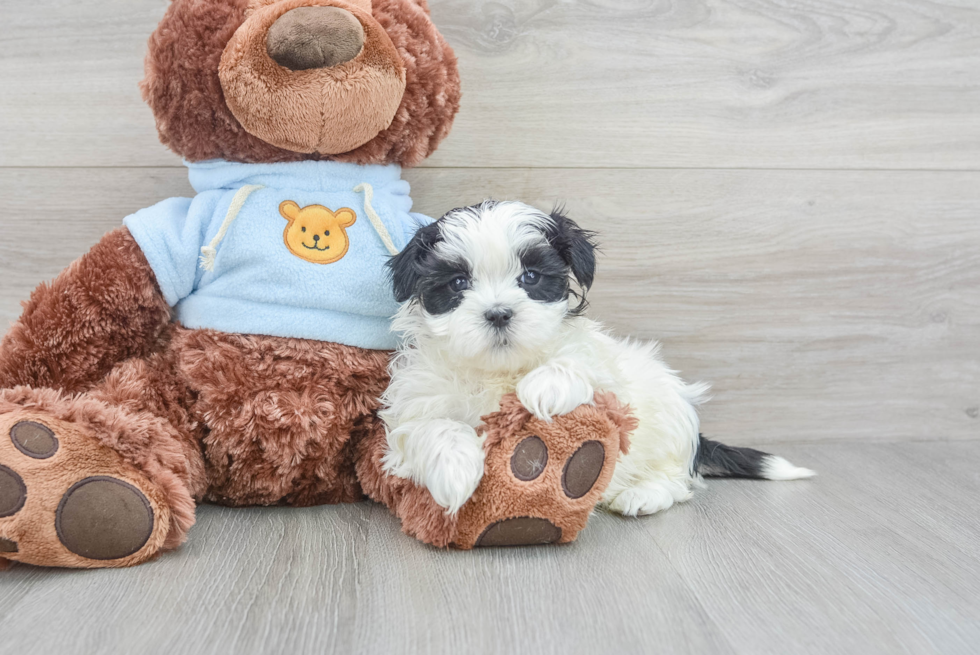 Popular Teddy Bear Designer Pup