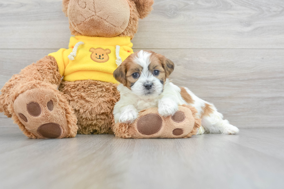 Teddy Bear Pup Being Cute