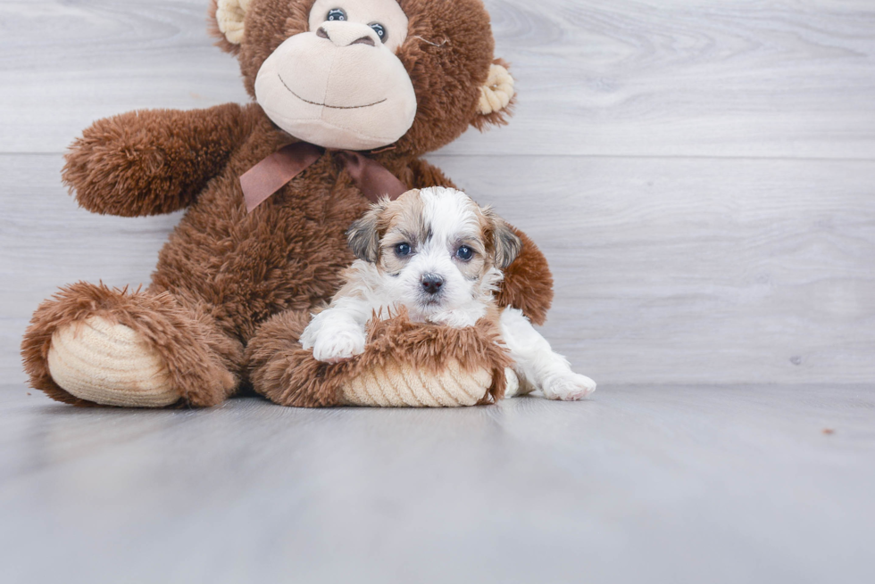 Teddy Bear Pup Being Cute