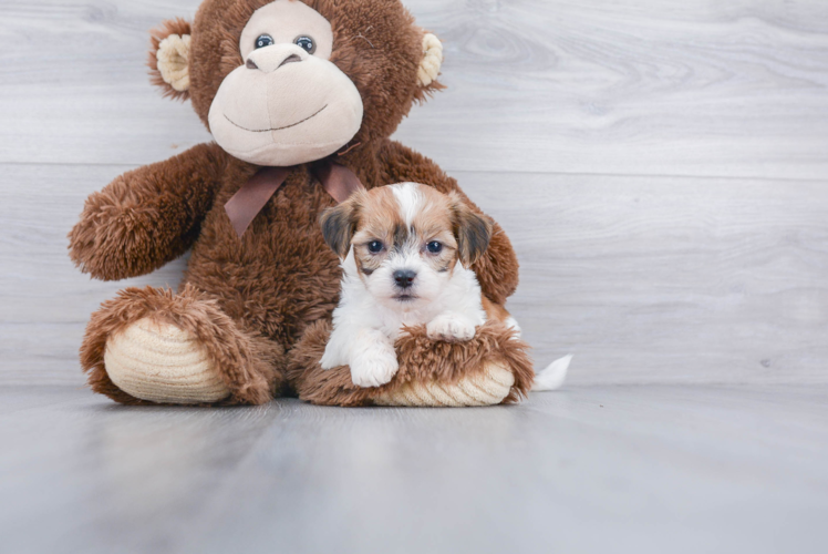 Popular Teddy Bear Designer Pup