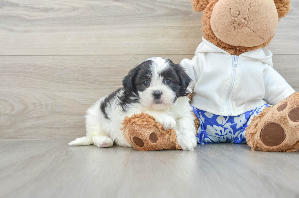 6 week old Teddy Bear Puppy For Sale - Premier Pups