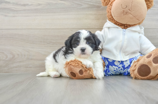 Little Shichon Designer Puppy