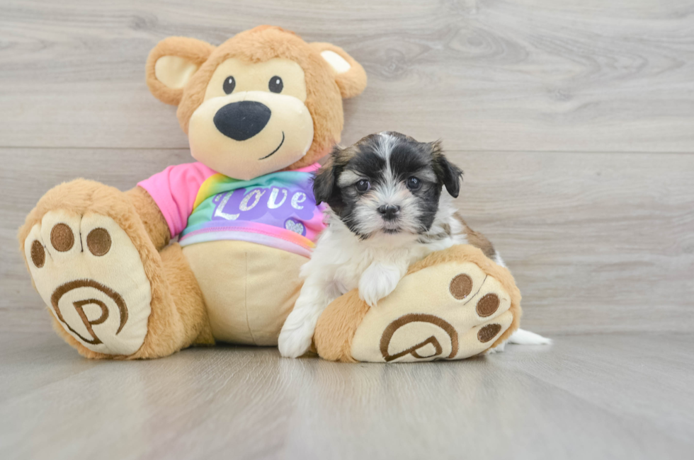 5 week old Teddy Bear Puppy For Sale - Premier Pups