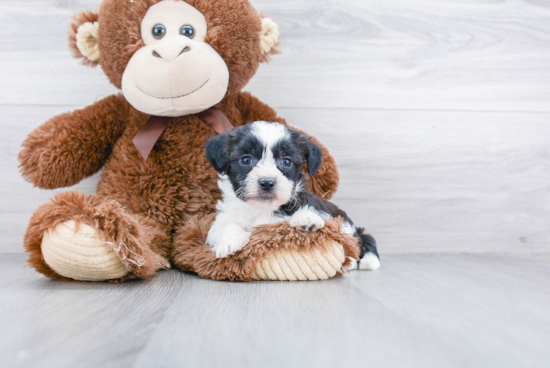 Happy Teddy Bear Baby