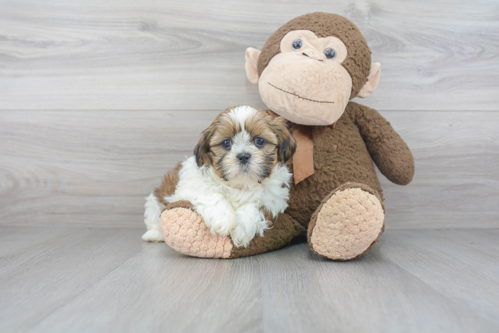 Teddy Bear Pup Being Cute