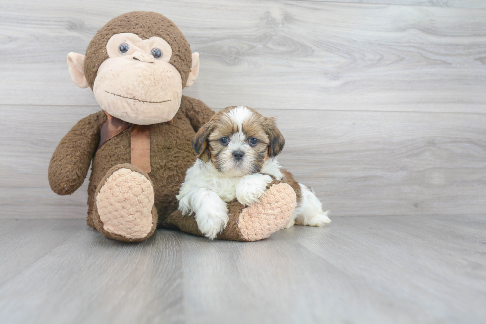 Teddy Bear Pup Being Cute