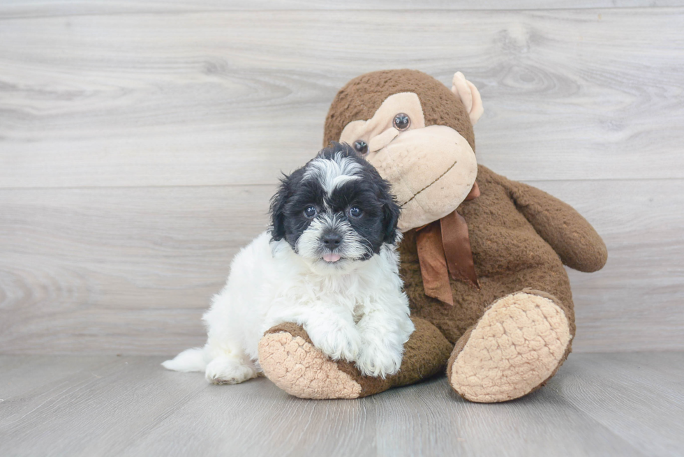 Teddy Bear Pup Being Cute