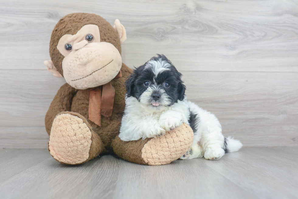 Funny Teddy Bear Designer Pup