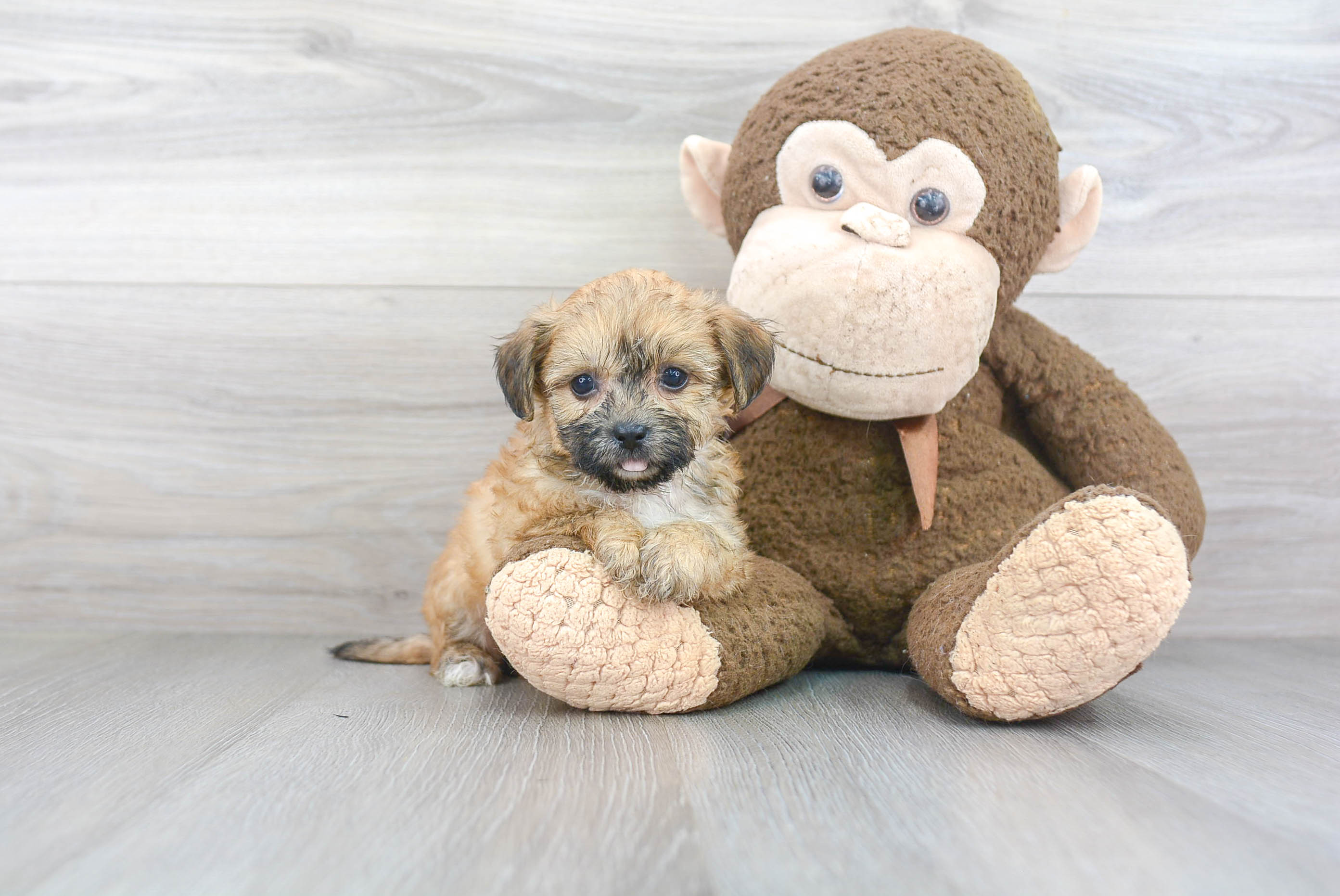 Teddy Bear Puppy for Adoption