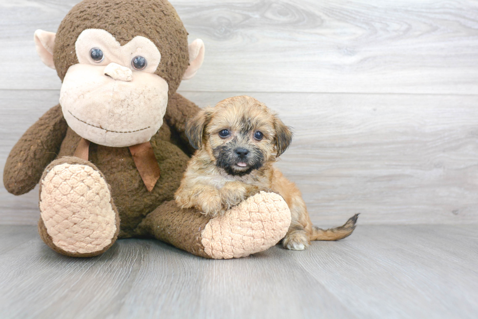 Funny Teddy Bear Designer Pup